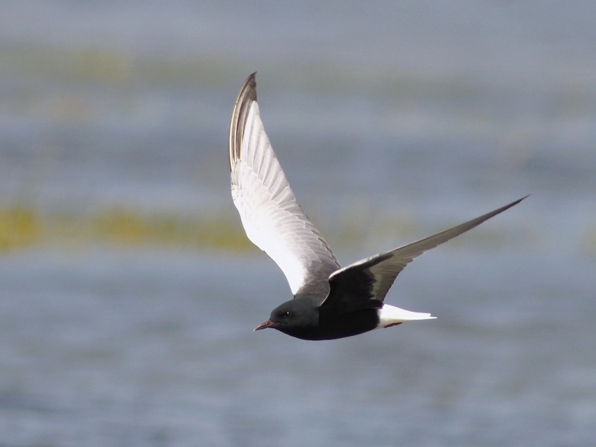 Mignattino alibianche (Chlidonias leucopterus)